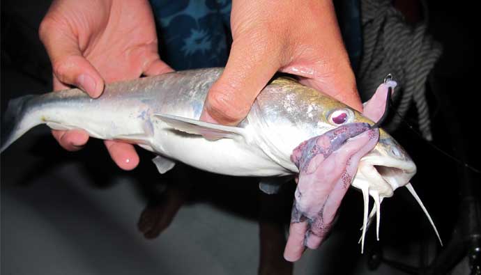 Hardhead catfish saltwater catfish caught on squid