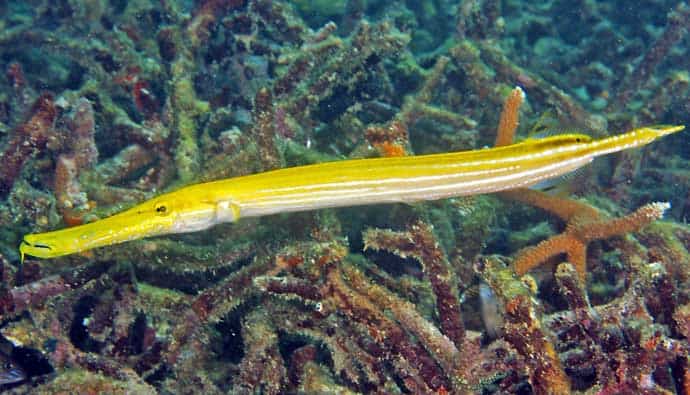 a Trumpet Fish swimming