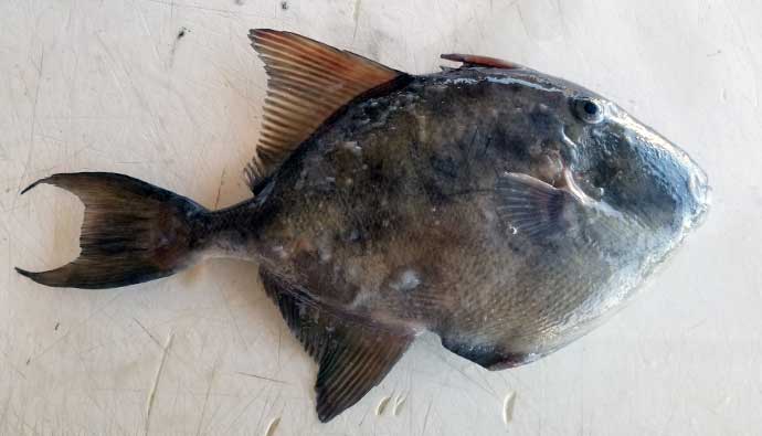 grey triggerfish fishing tips