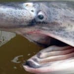 how to catch paddlefish