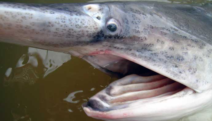how to catch paddlefish