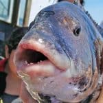 how to catch tautog