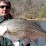 hybrid striped bass fishing tips