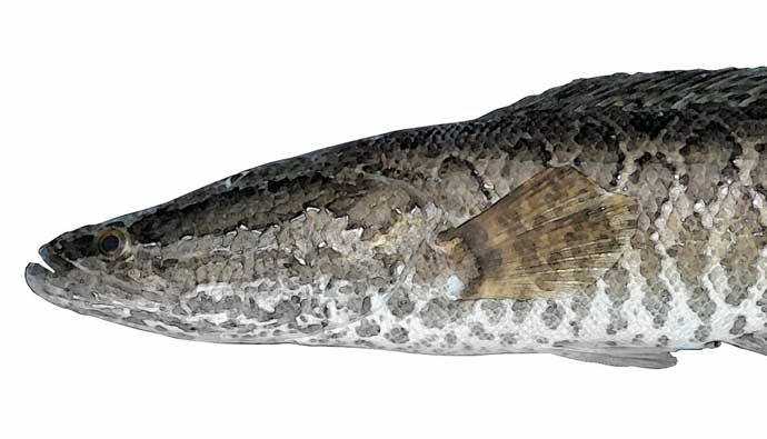 Head of a northern snakehead fish
