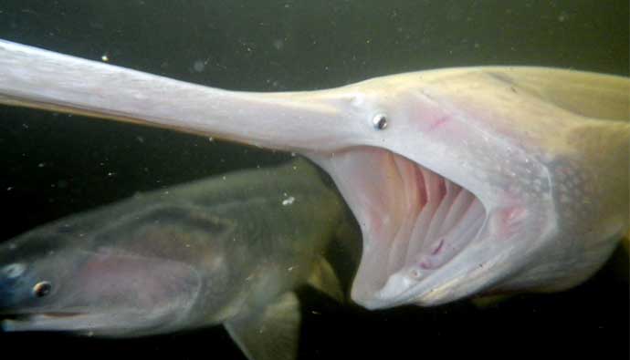 Juvenile paddlefish with their mouth open