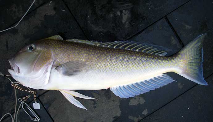 tilefish types and how to catch