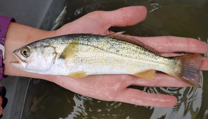 weakfish in hand