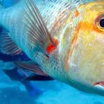 sweetlip emperor fish