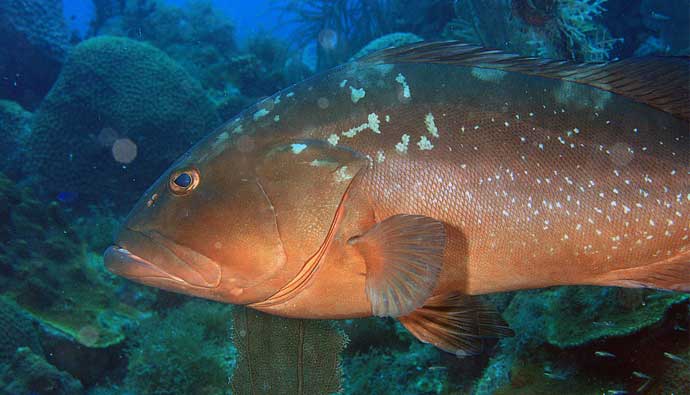 how to catch red grouper