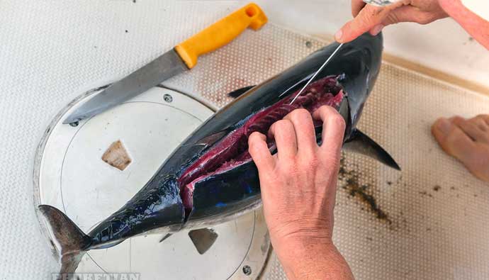 Best fillet knives for tuna