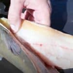 how to fillet catfish