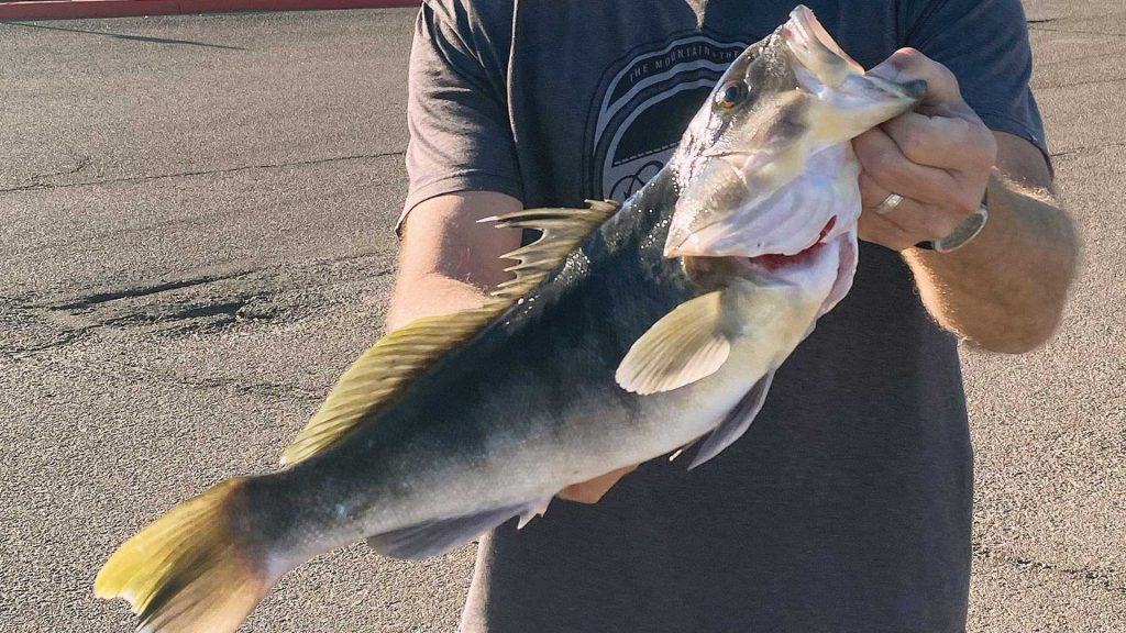 Spearfishing barred sand bass