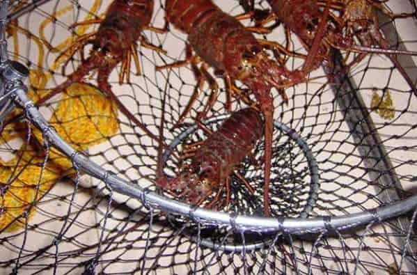 best lobstering nets