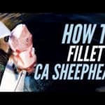 how to clean and fillet california sheephead