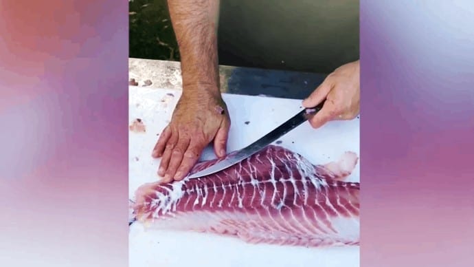 how to fillet california sheephead step 5