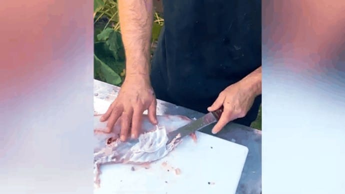 how to fillet california sheephead step 3