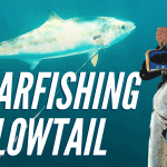 yellowtail spearfishing tips