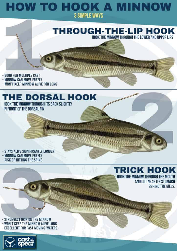 How To Hook A Minnow (Step-by-Step Guide)