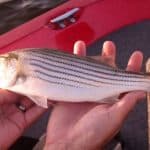 Best Bait for Striped Bass