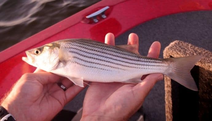 Best Bait for Striped Bass