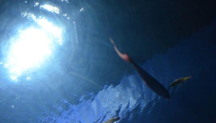 best underwater fishing lights