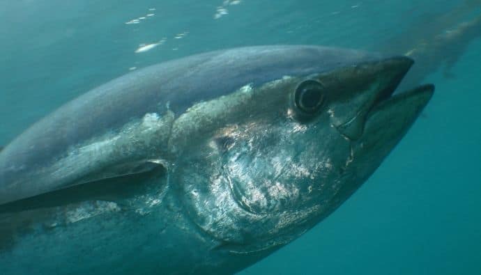 blue fin tuna season