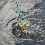 flyfishing for bluegills