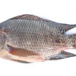 how to catch tilapia