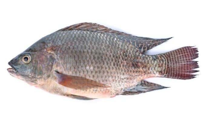 how to catch tilapia