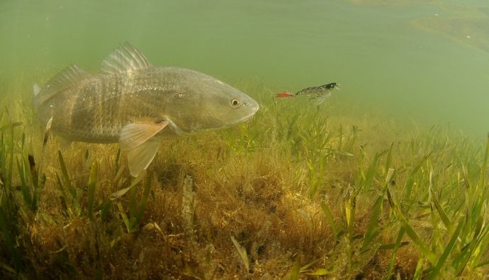 best redfish lures