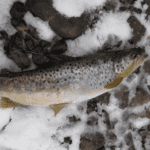 ice fishing for brown trout