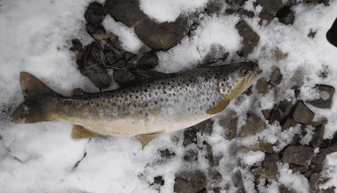 ice fishing for brown trout
