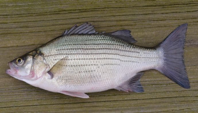 best white bass lures