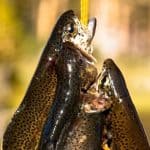 trout fishing southern california