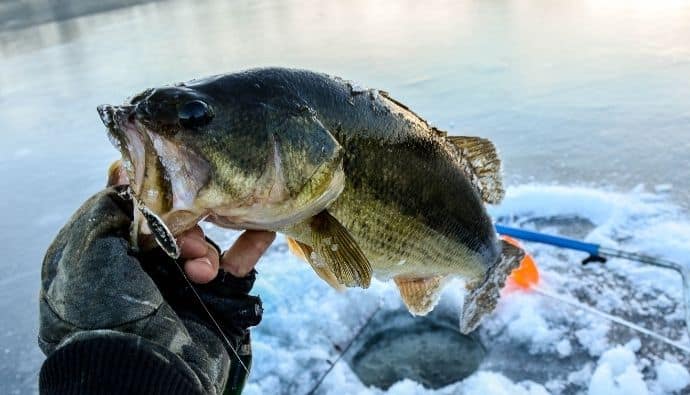 fishing for bass in winter