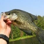 best fishing line for crappie