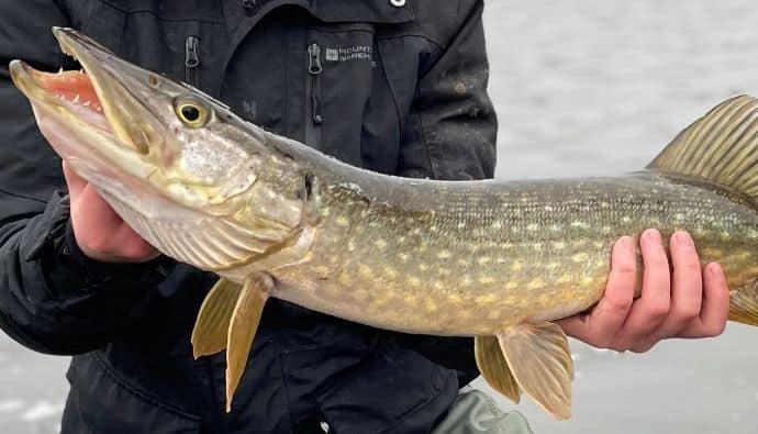 best ice fishing lures for pike