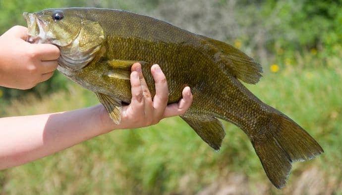 best smallmouth bass lures