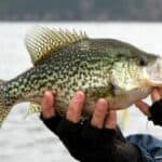 best time to fish for crappie