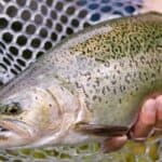 best trout rod