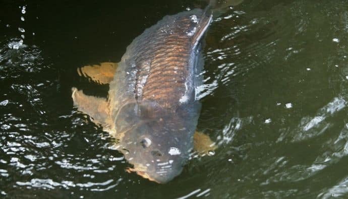 fly fishing for carp