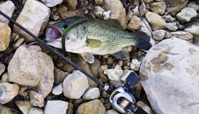 best gear for bass fishing