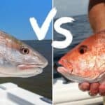 redfish vs red snapper