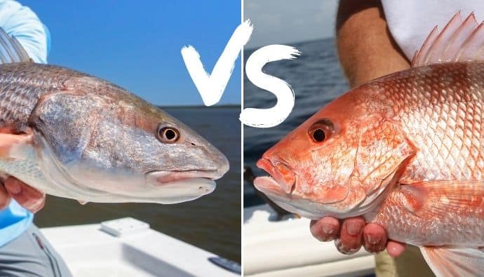 redfish vs red snapper