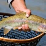 best bait for stocked trout