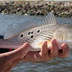 are redfish good to eat
