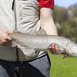 Do you want to go salmon fishing? We're sharing the guide and tip on how to catch salmon in the great lakes!