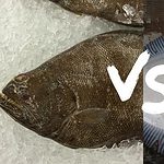 halibut vs flounder