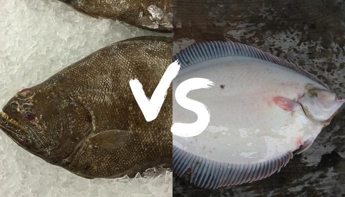 halibut vs flounder
