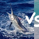 marlin vs swordfish